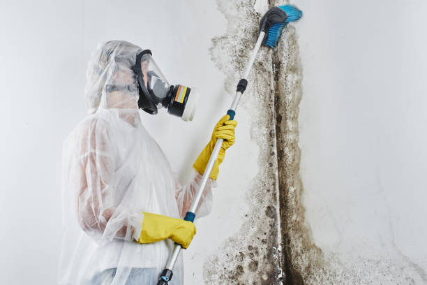 Best Attic Mold Removal  in Salunga, PA