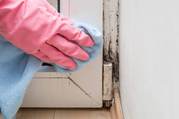 Best Certified Mold Removal  in Salunga, PA